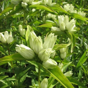 Gentiana Flavida - Cream Gentian seed
