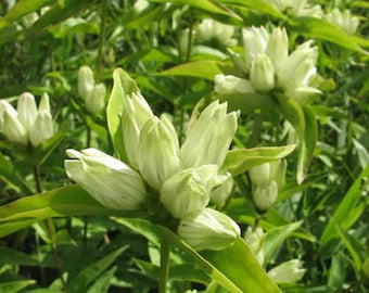 Gentiana Flavida - Cream Gentian seed