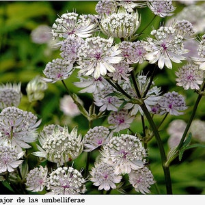 Astrantia Major 'The Great Masterwort' seed image 5