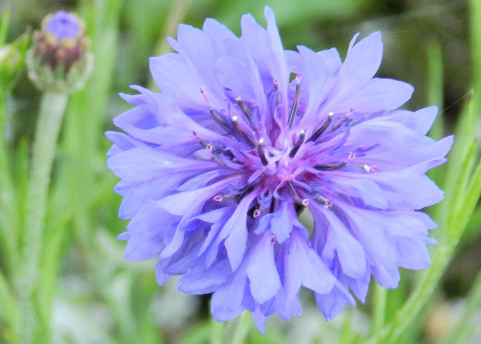 Centauria Flower - Etsy