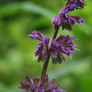 Salvia Verticillata seed image 3