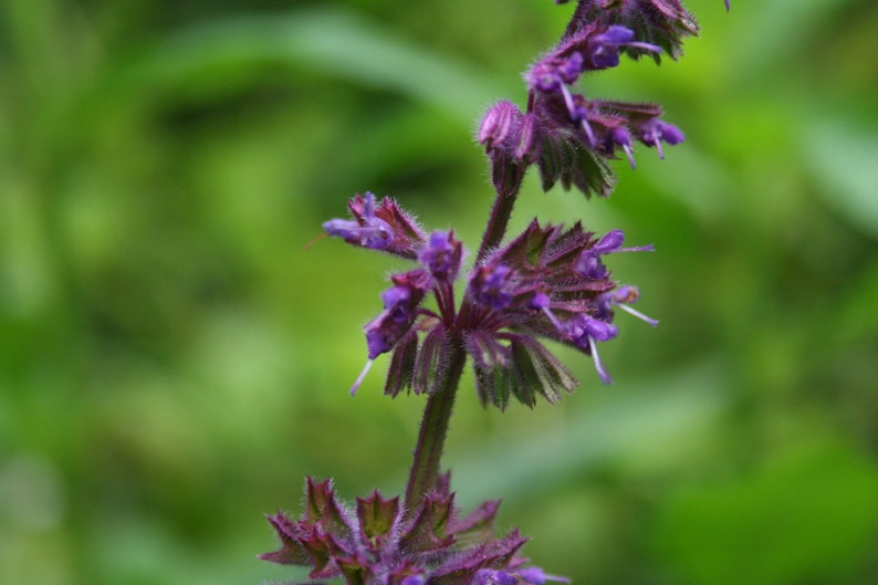 Salvia Verticillata seed image 3