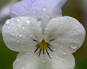 Viola cornuta - White Perfection seed