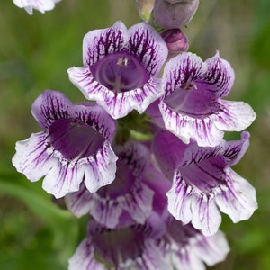 Penstemon Cobaea - Showy Beardtongue seed