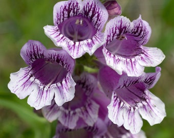 Penstemon Cobaea - Showy Beardtongue seed