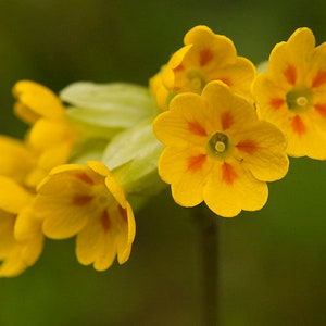 Primula Veris - Hose in Hose seed