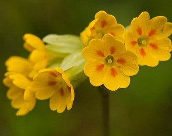 Primula Veris - Hose in Hose seed