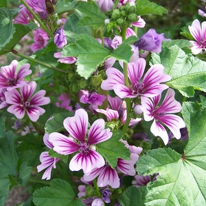 Malva Sylvestris Zebrina seed image 1