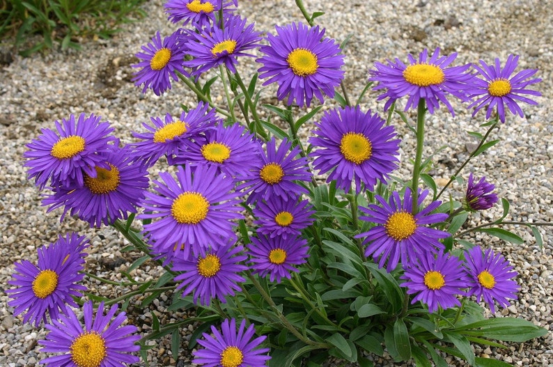 Aster Alpinus Dunkle Schöne seed image 4