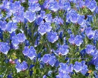 Echium Plantagineum - Blue Bedder seed