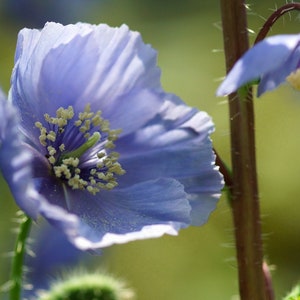 Poppy Meconopsis Horridula seed image 3