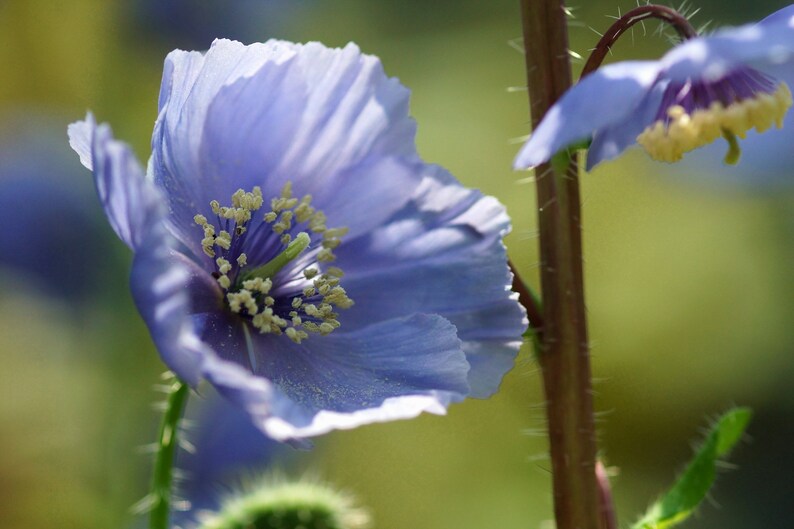 Poppy Meconopsis Horridula seed image 3