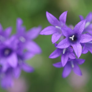 Campanula Glomerata Acaulis Cluster Bellflower seed image 6