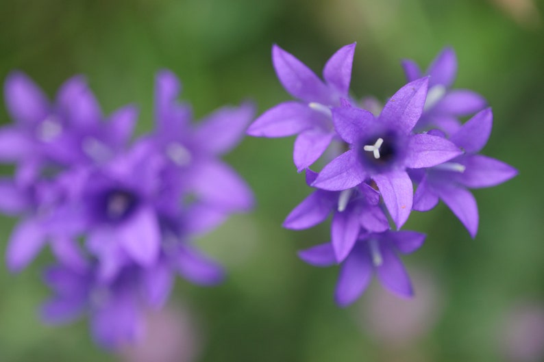 Campanula Glomerata Acaulis Cluster Bellflower seed image 6