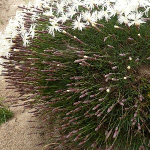 Dianthus Arenarius Sand Pink seed image 3