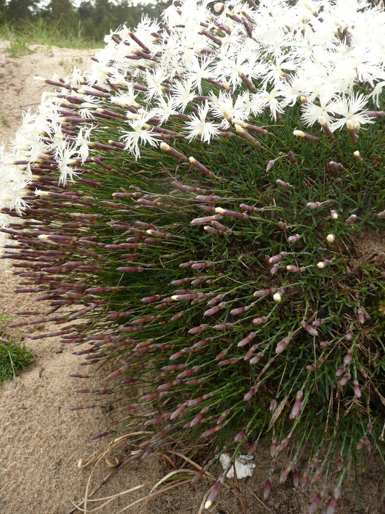 Dianthus Arenarius Sand Pink seed image 3
