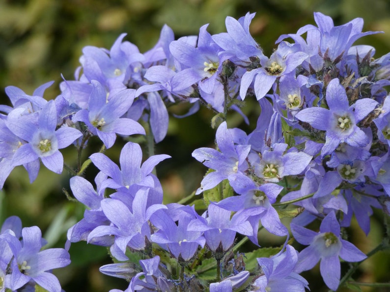 Campanula Lactiflora 'Prichard's Variety' seed image 2