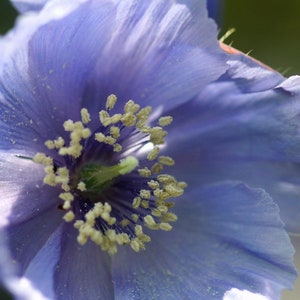 Poppy Meconopsis Horridula seed image 4