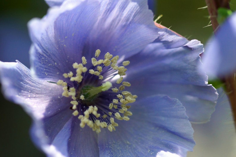 Poppy Meconopsis Horridula seed image 4