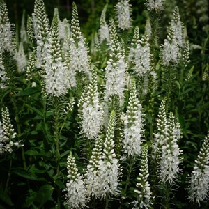 Veronica Longifolia Alba seed image 3