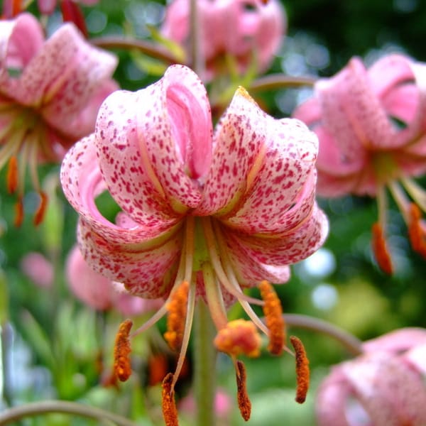 Lilium Martagon (pink) seed