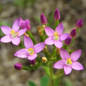 Centaurium Erythraea Common Centaury seed Bild 5