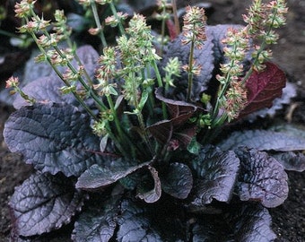 Salvia Lyrata - Purple Knockout seed