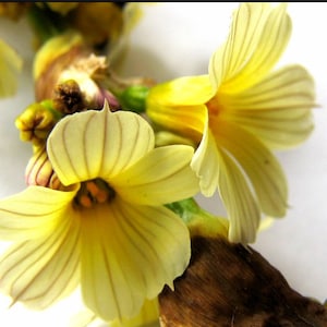 Yellow Mexican Satin Flower SISYRINCHIUM striatum 40 seeds Hardy perennial