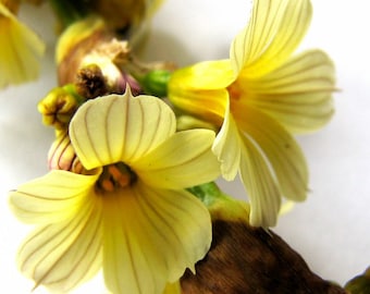 Sisyrinchium Striatum - Pale Yellow Eyed Grass seed