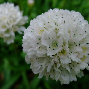 Armeria Maritima Alba - White Sea Thrift seed