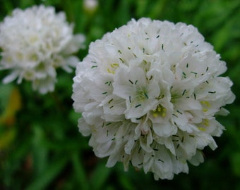 Armeria Maritima Alba - White Sea Thrift seed