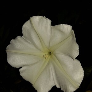 Ipomoea Alba Moon Vine seed image 3