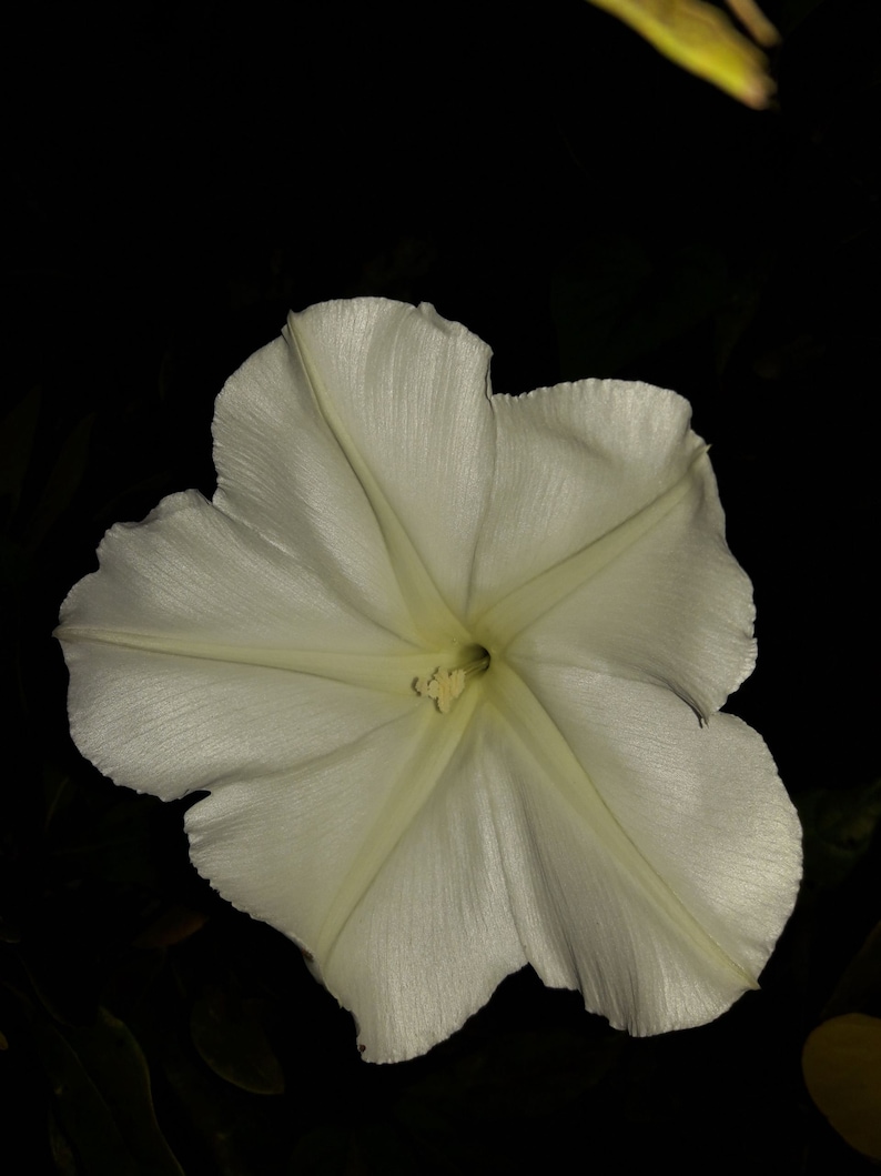 Ipomoea Alba Moon Vine seed image 3