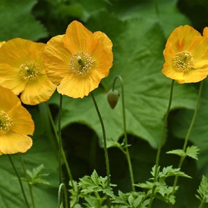 Poppy Meconopsis Cambrica Aurantiaca seed image 1