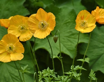 Poppy Meconopsis Cambrica Aurantiaca seed