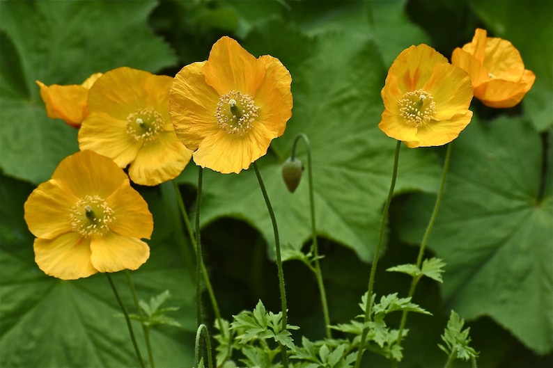 Poppy Meconopsis Cambrica Aurantiaca seed image 1