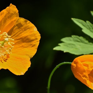 Poppy Meconopsis Cambrica Aurantiaca seed image 2