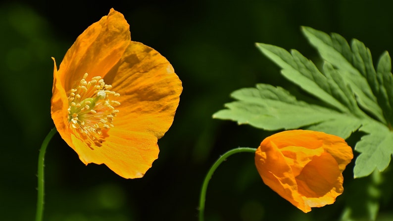 Poppy Meconopsis Cambrica Aurantiaca seed image 2