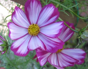 Cosmos Bipinnatus - Candystripe seed