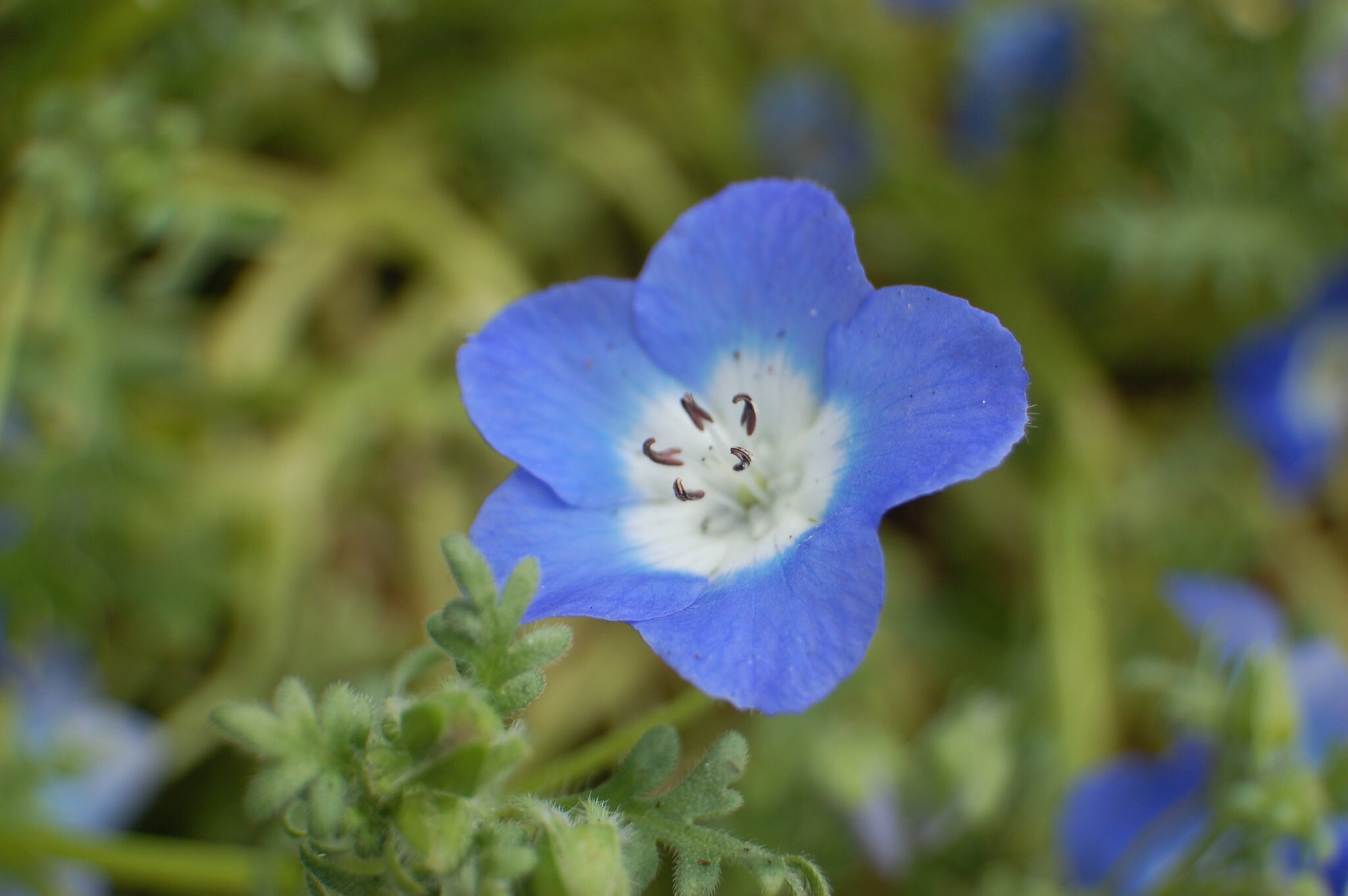 Nemophila-mix.jpg