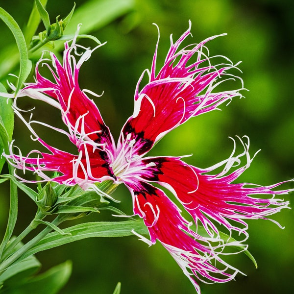 Dianthus Superbus  - Superb Pink - Spooky Mix colors seed
