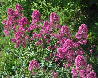 Centranthus Ruber – Rosenrot seed