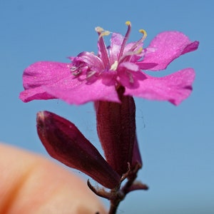 Lychnis Viscaria Sticky Catchfly seed image 8