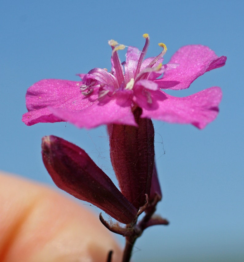 Lychnis Viscaria Sticky Catchfly seed image 8