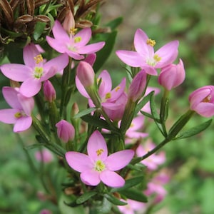 Centaurium Erythraea Common Centaury seed Bild 1