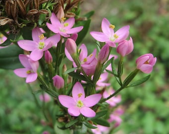 Centaurium Erythraea - Common Centaury seed