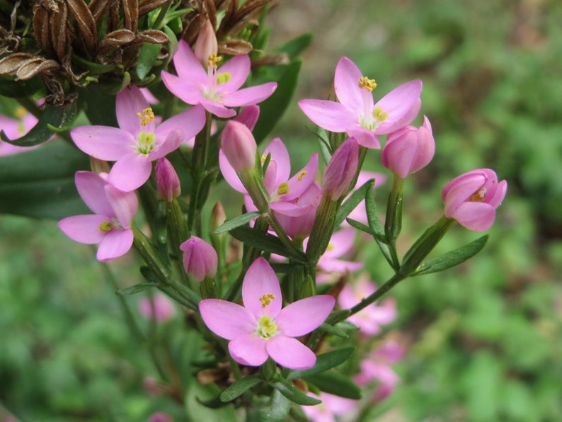 Centaurium Erythraea Common Centaury seed Bild 1