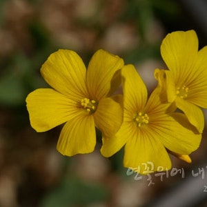 Oxalis Valdiviensis - Chilean Yellow Sorrel seed