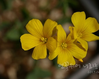 Oxalis Valdiviensis - Chilean Yellow Sorrel seed