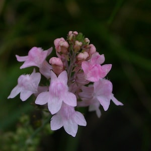 Linaria - Canon Went seed